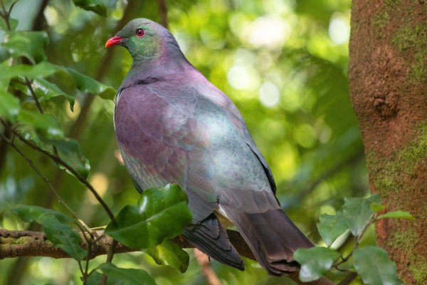 Kereru