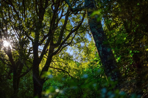 Native Bush Walking Track