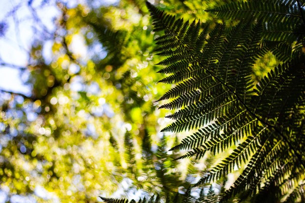 Native Fern Ahoroa Estate