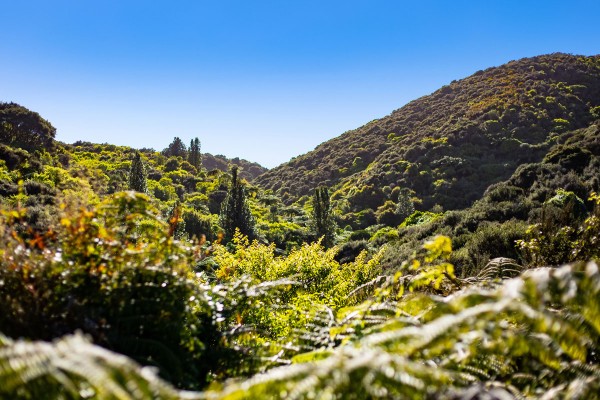 Native bush looking up the gully