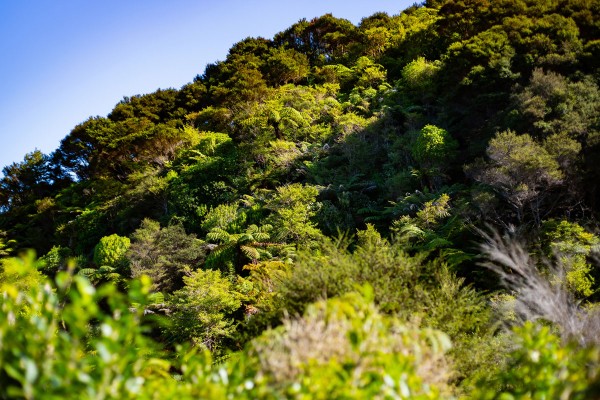 Regenerating native bush